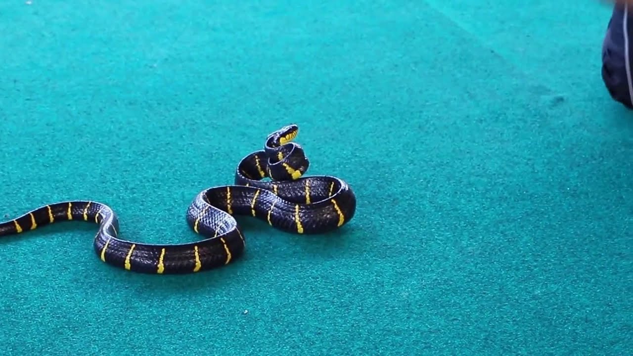 Змеи пхукета Змеи пхукета